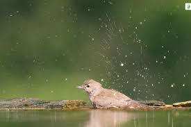 Attēlu rezultāti vaicājumam “Sylvia borin nest”