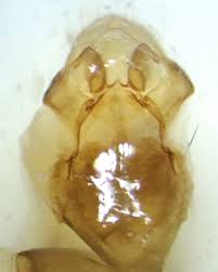 Attēlu rezultāti vaicājumam “Oecetis ochracea”