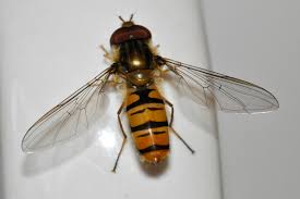 Attēlu rezultāti vaicājumam “Episyrphus balteatus”