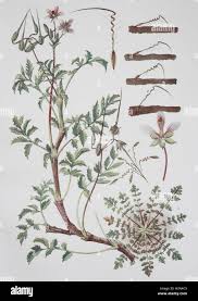 Attēlu rezultāti vaicājumam “Erodium cicutarium leaf”