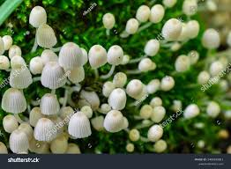 Attēlu rezultāti vaicājumam “Mycena epipterygia”