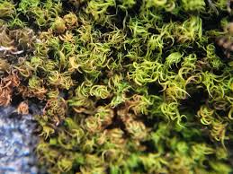 Attēlu rezultāti vaicājumam “Weissia squarrosa”