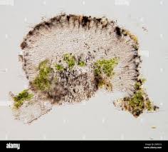 Attēlu rezultāti vaicājumam “Pachyphloeus melanoxanthus”
