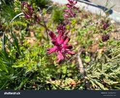Attēlu rezultāti vaicājumam “Fumaria officinalis flower”