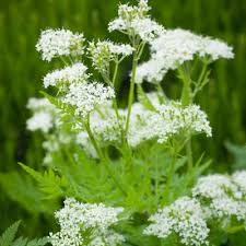 Image result for Myrrhis odorata