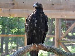 Attēlu rezultāti vaicājumam “Aquila chrysaetos”