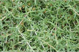 Attēlu rezultāti vaicājumam “Sedum pallidum”