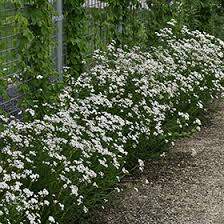 Attēlu rezultāti vaicājumam “Achillea ptarmica”