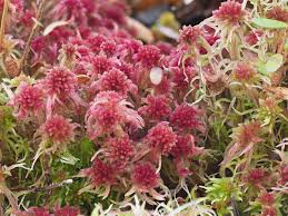 Attēlu rezultāti vaicājumam “Sphagnum tenellum”