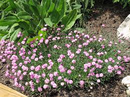 Image result for Dianthus gratianopolitanus