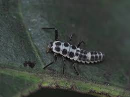 Attēlu rezultāti vaicājumam “Calvia decemguttata larva”