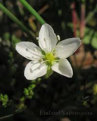 Attēlu rezultāti vaicājumam “Sagina nodosa flower”