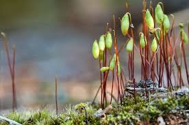 Attēlu rezultāti vaicājumam “Bryum capillare”