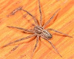 Attēlu rezultāti vaicājumam “Philodromus margaritatus”