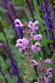 Image result for Salvia pratensis `Rose Rhapsody