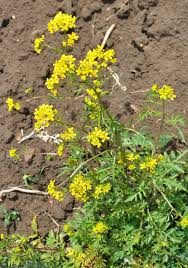 Attēlu rezultāti vaicājumam “Rorippa sylvestris flower”