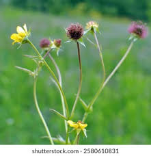 Attēlu rezultāti vaicājumam “Geum urbanum leaf”