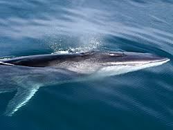Image result for Balaenoptera borealis