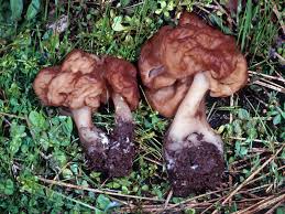 Attēlu rezultāti vaicājumam “Gyromitra”