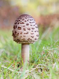 Attēlu rezultāti vaicājumam “Macrolepiota procera”