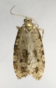 Attēlu rezultāti vaicājumam “Dichelia histrionana”