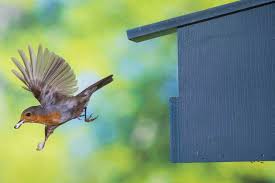Attēlu rezultāti vaicājumam “Erithacus rubecula nest”