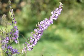 Attēlu rezultāti vaicājumam “Campanula bononiensis”