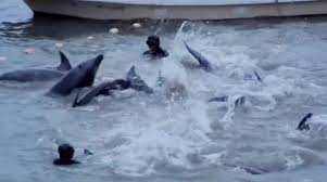 Image result for japan dolphin slaughter