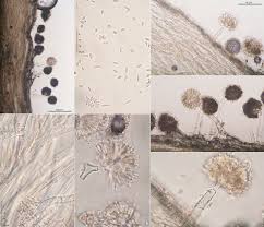 Attēlu rezultāti vaicājumam “Torrubiella arachnophila”