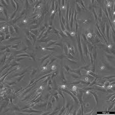 Attēlu rezultāti vaicājumam “Bryum funkii cells”