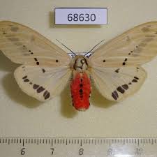 Attēlu rezultāti vaicājumam “Spilosoma sp.”