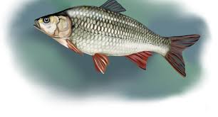 Attēlu rezultāti vaicājumam “Leuciscus idus”