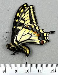 Attēlu rezultāti vaicājumam “Papilio machaon”