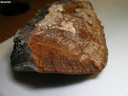 Attēlu rezultāti vaicājumam “Phellinus tremulae”