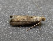 Attēlu rezultāti vaicājumam “Nyctegretis lineana”