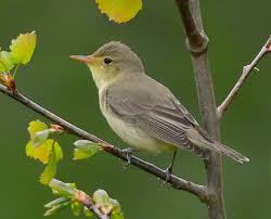 Attēlu rezultāti vaicājumam “Hippolais icterina adult”