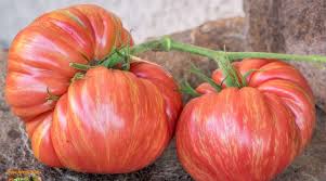 Afbeeldingsresultaat voor earliana tomato