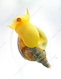 Attēlu rezultāti vaicājumam “Lymnaea stagnalis”