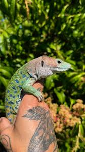 Attēlu rezultāti vaicājumam “Lamproderma puncticulatum young”