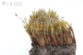 Attēlu rezultāti vaicājumam “Campylopus introflexus”