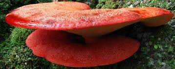 Attēlu rezultāti vaicājumam “Fistulina hepatica”