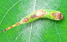 Attēlu rezultāti vaicājumam “Furcula bifida”