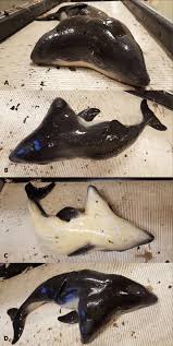 Image result for Phocoena phocoena