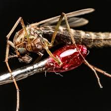 Attēlu rezultāti vaicājumam “Chironomidae imago”