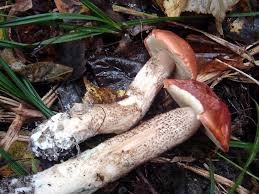 Attēlu rezultāti vaicājumam “Leccinum vulpinum”