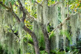 Attēlu rezultāti vaicājumam “moss”