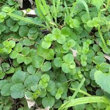 Attēlu rezultāti vaicājumam “Lysimachia nummularia leaf”