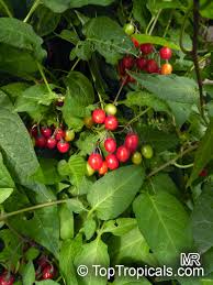 Attēlu rezultāti vaicājumam “Solanum dulcamara fruit”