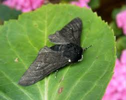 Attēlu rezultāti vaicājumam “Biston betularia”