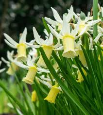 Attēlu rezultāti vaicājumam “Narcissus leaf”